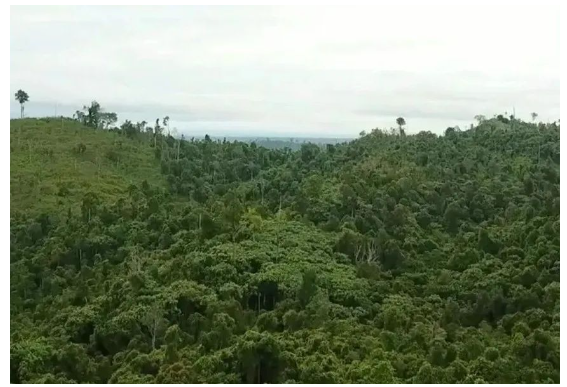 在米其林及其印尼合作伙伴參與之前，這片土地和森林遭受了嚴重的破壞和亂砍亂伐。