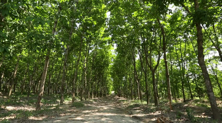 不過,中化國際近年來不斷聚焦以化工新材料為核心的精細(xì)化工主業(yè),今年年中,橡膠業(yè)務(wù)占到中化國際整體營收的18.96%。 不過,中化國際近年來不斷聚焦以化工新材料為核心的精細(xì)化工主業(yè),今年年中,橡膠業(yè)務(wù)占到中化國際整體營收的18.96%。